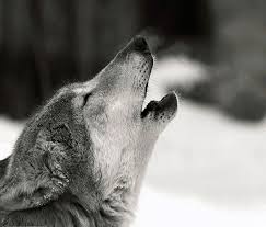 Black Wolf Howling Wallpapers Hd Black Wolf Howling Wallpapers Hd Black Wolf Wolf Howling Wolf Wallpaper Find wolf eyes pictures and wolf eyes photos on desktop nexus. black wolf howling wallpapers hd black