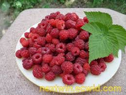 Online Store Jackpot Lottery Powerball