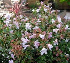 Sunshine daydream is a newcomer in the world of abelia's. Abelia Sunshine Daydream Kiefer Nursery Trees Shrubs Perennials