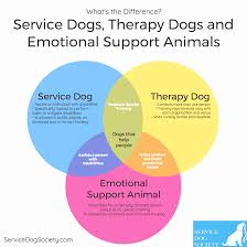 Pin On Traini Ng Service Dogs