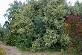 Image result for Quillaja saponaria