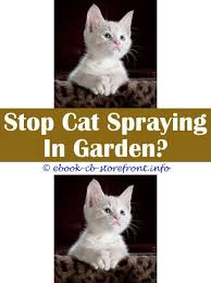 17 Refined Cat Spraying Remover Life