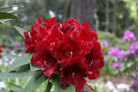 2 Of 2 Left Ribbon Set 12x12 Square Rhododendron Red Flowers Flowers