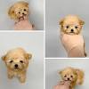 Achieving the teddy bear coat requires careful breeding, though, especially when the cross is also desired for one breed's coat and the other breed's temperament. 1