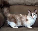 Want A Maine Ideal Munchkin Cat Breed Mix? Read These Facts ...