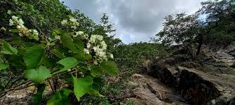 Image result for Dombeya kirkii