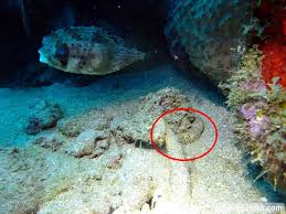 Champagne beach is known for its picturesque coral reef, which is recognized as the best in the caribbean, and dominica is the best diving center in the world. Dominica Diving In Volcanic Bubbles At Champagne Reef Dive O Clock