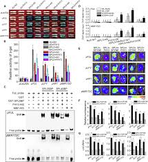Set 1 correspond to mic preamp 1 and. Fhy3 And Far1 Integrate Light Signals With The Mir156 Spl Module Mediated Aging Pathway To Regulate Arabidopsis Flowering Sciencedirect