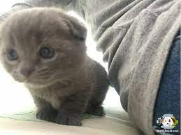 1 kedi 1 kopek sahiplendirme ilanlari 2021 scottish fold kedi evcil hayvanlar