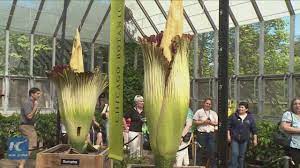 Not One But Two Rare Corpse Flowers Bloom At Chicago Garden Corpse Flower Bloom Corpse Flower Chicago Botanic Garden