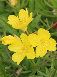 Hugo marie de vries (dutch pronunciation: Oenothera Cold Crick Nachtkerze Cold Crick Gunstig Kaufen