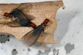 Unlike other termite species, drywood termites. Do Termites Fly Terminix