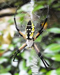 Beautiful Large Yellow And Black Writing Spider Photo Of An Etsy In 2020 Garden Spider Spider Large Spiders