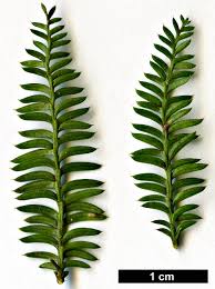 Image result for Huperzia dacrydioides