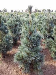 Vanderwolf's pyramid is probably the most commercially successful variety of rocky mountains white. Pinus Flexilis Vanderwolf S Pyramid Biegsame Kiefer Vanderwolf S Pyramid Gunstig Kaufen