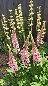 We pride ourselves on creating a day to remember. Lupins And Native Nz Satinflower Our Cottage Garden Facebook