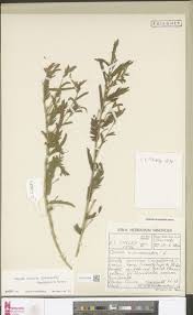 Image result for Thesium megalocarpum