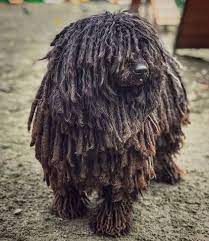 pin na doske dog names