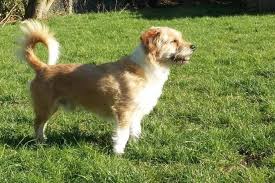 See more of spa des côtes d'armor la briochine on facebook. Milou Est Le Chien De La Semaine A Adopter A La Spa De Saint Brieuc Le Penthievre