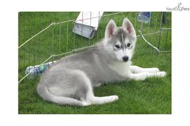 Siberian husky puppies for sale in oregon below you can find a list of husky breeders located all around oregon. D Arcy Siberian Husky Puppy For Sale Near East Oregon Oregon 3bcb453d 7b01