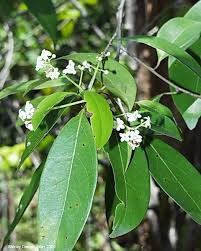 Image result for Moraea clavata