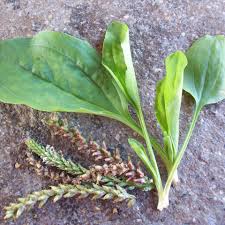 Serai biasa digunakan sebagai penambah cita rasa makanan. Berbagai Manfaat Daun Sendok Tahukah Bumi Herbal Dago ÙÙŠØ³Ø¨ÙˆÙƒ