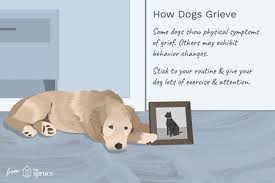 Whether it is you, or a loved one going through this time, it is crucial to understand that everything you or a loved one is feeling right now is completely normal. Dogs And Grief Over The Loss Of Another Pet