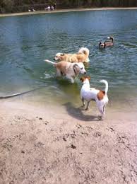 Dogwood park & daycare is no longer in operation. 8 Jacksonville Fl Dogwood Off Leash Dog Park Ideas Dog Park Jacksonville Fl Park