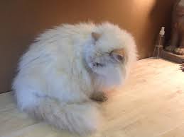 Grooming a cat lion cut youtube. Cat Grooming Fur Styles For Your Cat