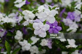 Image result for Brunfelsia australis