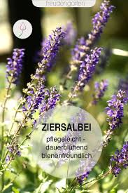 Die blüten des salbei schmücken den garten von juni bis august. Ziersalbei Pflege Schnitt Vermehrung Ziersalbei Salbei Pflanzen Steingarten Pflanzen