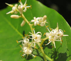 Image result for Apodytes