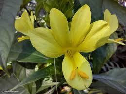 Image result for Barleria setosa