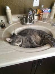 200+ cats in sinks ideas cats, cats