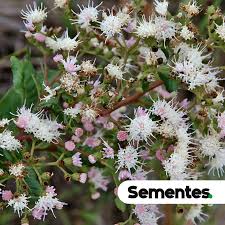 Image result for Vernonanthura polyanthes