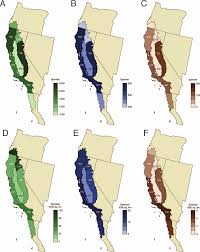 Image result for Lipocarpha constricta