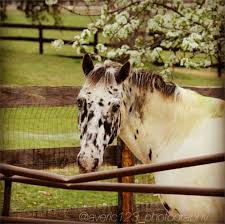 It S Possible To Lead A Cow Upstairs But Not Downstairs Pin By Karla On For The Love Of A Horse Animals Beautiful American Saddlebred Horses
