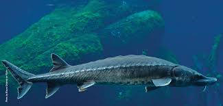 Damming of rivers used by sturgeons as migratory path The Sturgeon Augusta Magazine