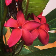 Pin On Plant Stuff