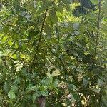 Image result for Grewia trichocarpa