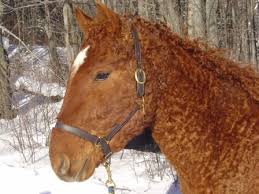 See more ideas about curly horse, horses, horse breeds. Stable Days Five Fun Facts Of My Favorite Horse Breeds Bashkir Curly Horse