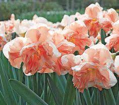 Download and use 70,000+ flower garden stock photos for free. 48 Peach Colored Flowers Foliage Ideas Plants Flowers Foliage