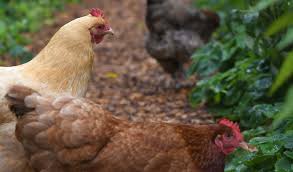 The following are some of the more common ornamental plants potentially toxic. The Best Plants For The Chicken Run Stockslagers Greenhouse Garden Center