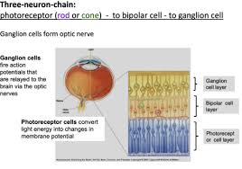 Retinal Processing: Amacrine Cells Keep It Short And Sweet - Sciencedirect