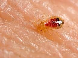 Image result for bedbugs on mattress