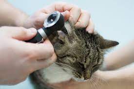 otodektoz u sobak i koshek pochemu cheshutsya ushi kapli zdorove zhivotnyh set veterinarnyh klinik zoomagazinov vetaptek v voronezhe