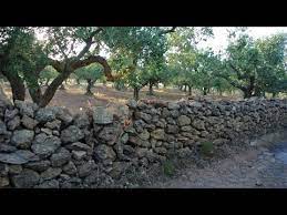 The olive is an attractive evergreen tree that can grow 30 feet tall and 30 feet wide. Nocellara Del Belice Olives And Olive Oil Youtube