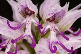 We did not find results for: 10 Most Beautiful But Strange Flowers World S Weirdest Flowers