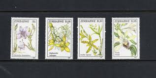 Image result for Diaphananthe subsimplex