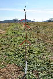 System leaders often do not see themselves as such pursue stability of leadership, something that has proved difficult in a context of frequent reorganisation of the provider and commissioning landscape. Pruning Fruit Trees Central Leader Stark Bro S